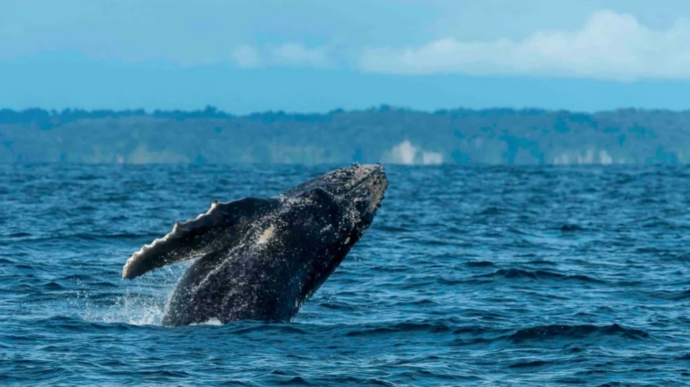 Nuevas regulaciones para el avistamiento de Ballenas Yubartas en Colombia