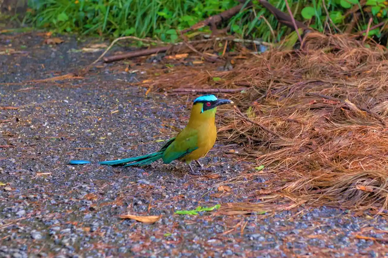 ¿Qué hacer si te encuentras fauna silvestre herida en Risaralda?