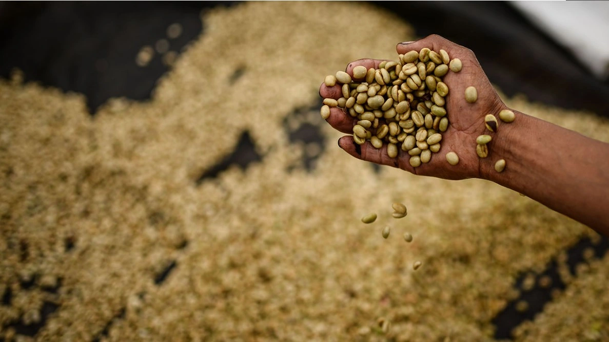 En 13,1 % crecieron, en valor, las exportaciones del sector agropecuario y agroindustrial colombiano durante el mes de julio