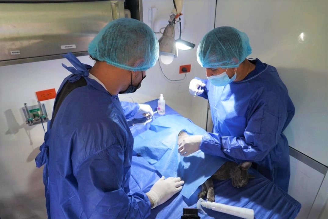 Empresa de Aseo y Hospital Público Veterinario, realizaron jornada de esterilización en la comuna El Oso