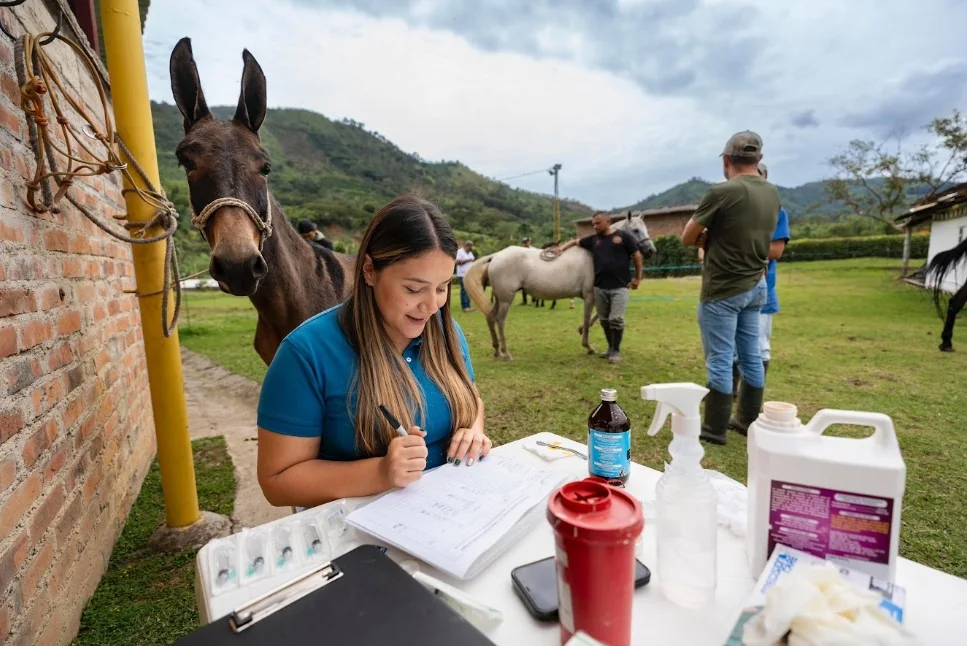 Gobernación adelantó jornada de bienestar animal para equinos en Belén de Umbría