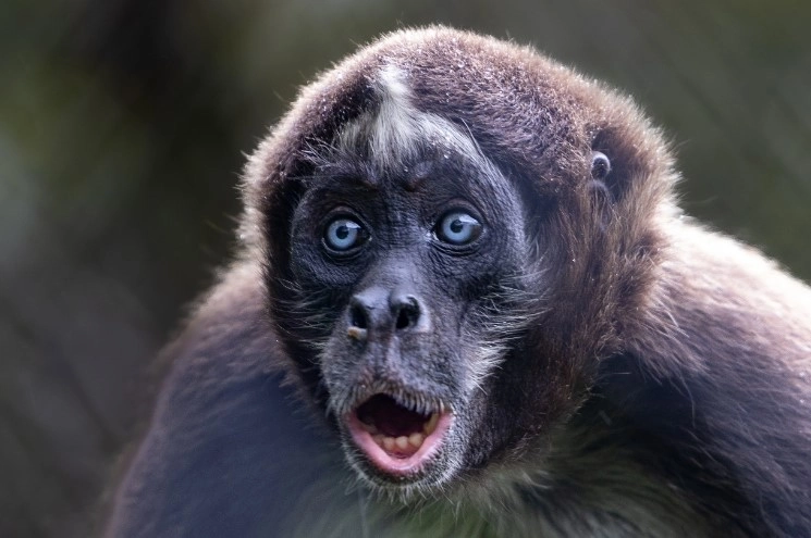 La CARDER despide a «Pepe», un mono araña mulato, que tendrá su nuevo hogar en Caquetá