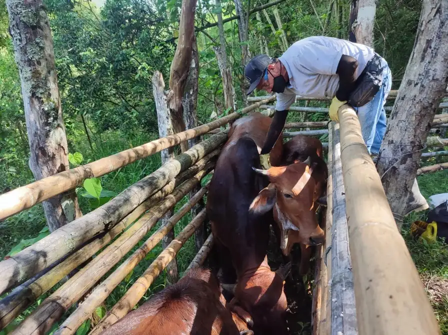 ¿Cómo avanza la campaña sanitaria contra aftosa, brucelosis y rabia de origen silvestre?