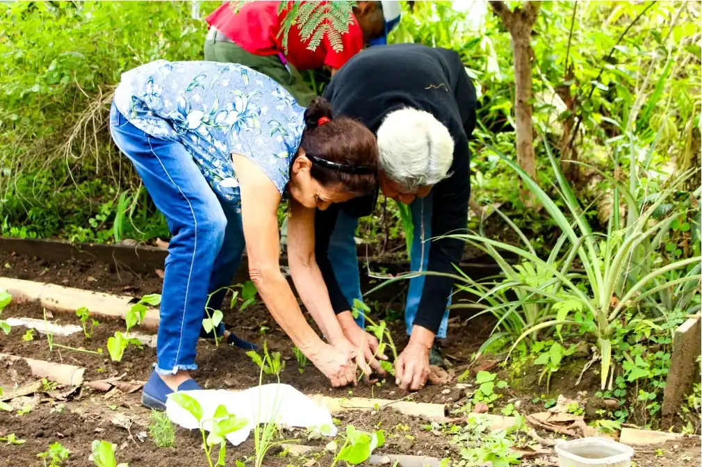 Los abuelos del grupo Atenea en Perla del Sur, cultivan sus hortalizas con el programa de Huertas Caseras