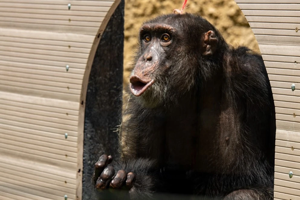 Durante la COP16 Gobernador Juan Diego Patiño pide agilizar traslado de Yoko, el único chimpancé en cautiverio en Colombia, a un santuario en Brasil