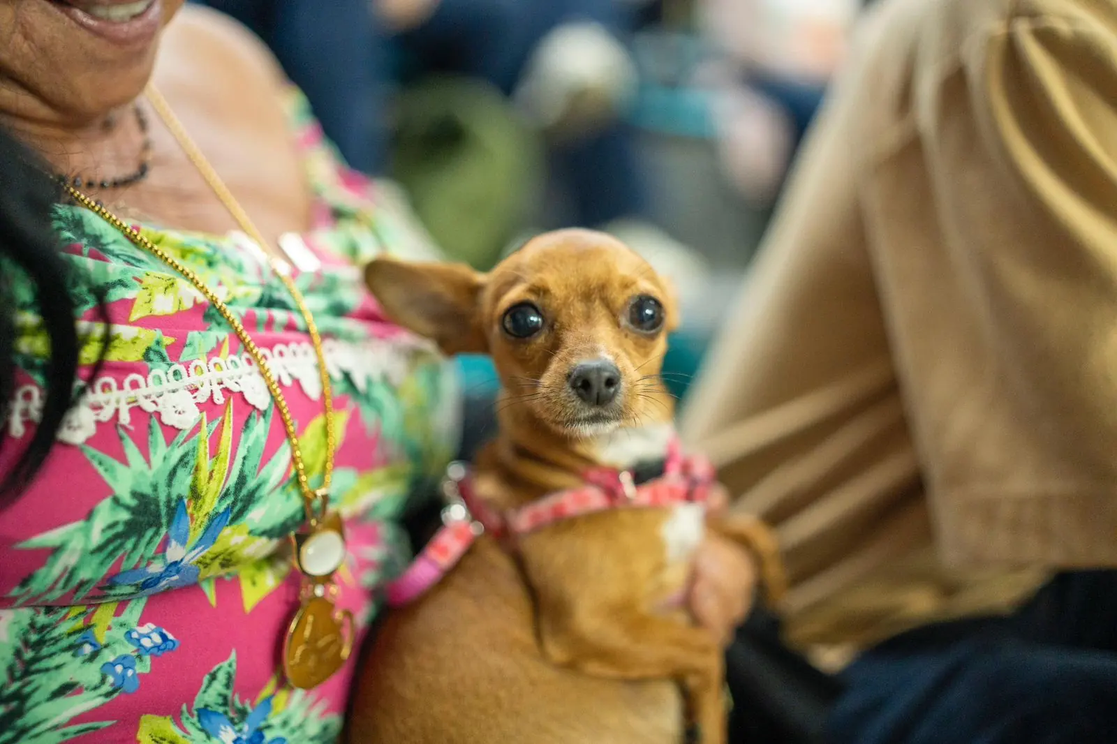Gobernación inició el camino para construir la Política Pública de Protección y Bienestar Animal