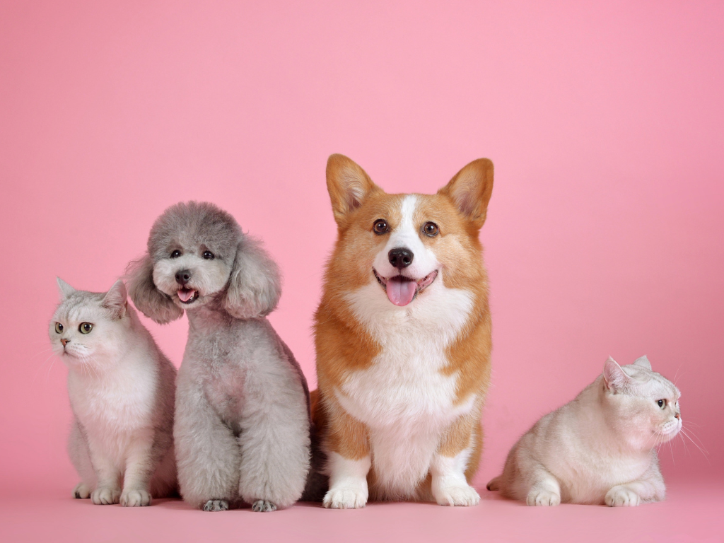 Expedido en Colombia protocolo para protección de mascotas y animales de compañía en situaciones de emergencia