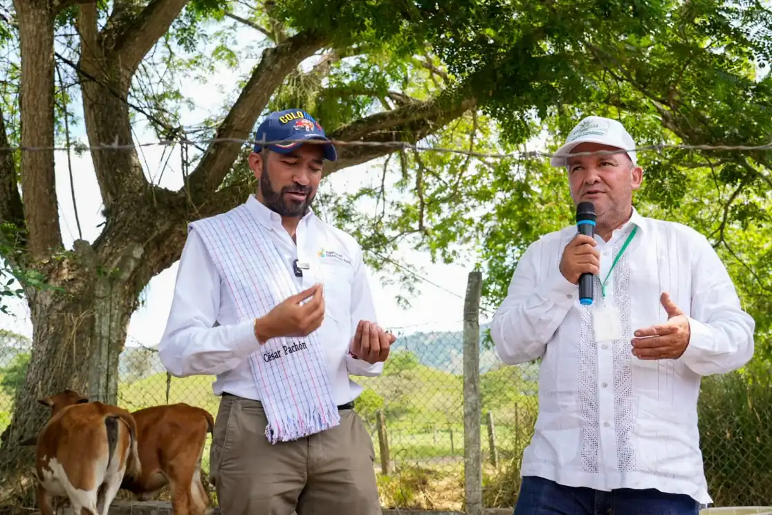 Cultivo de pasto Vetiver: proyecto innovador para sustituir cultivos de uso ilícito
