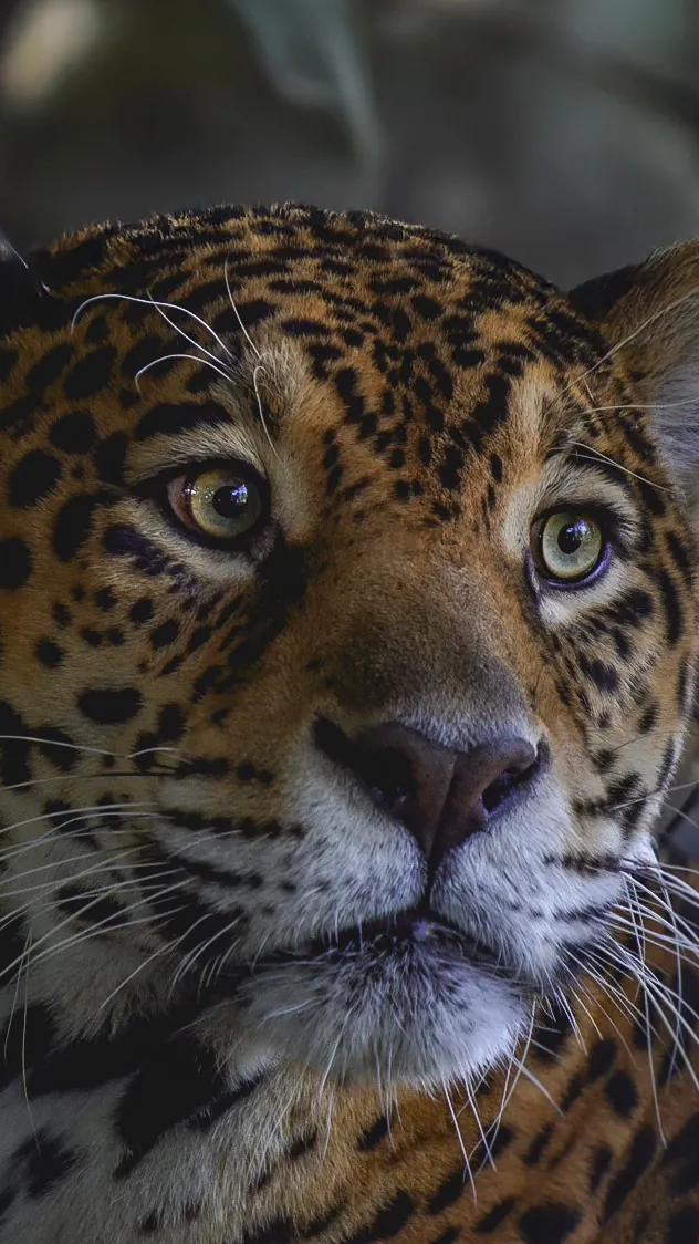 Chaac, un jaguar rescatado, encuentra en Ukumarí una nueva oportunidad