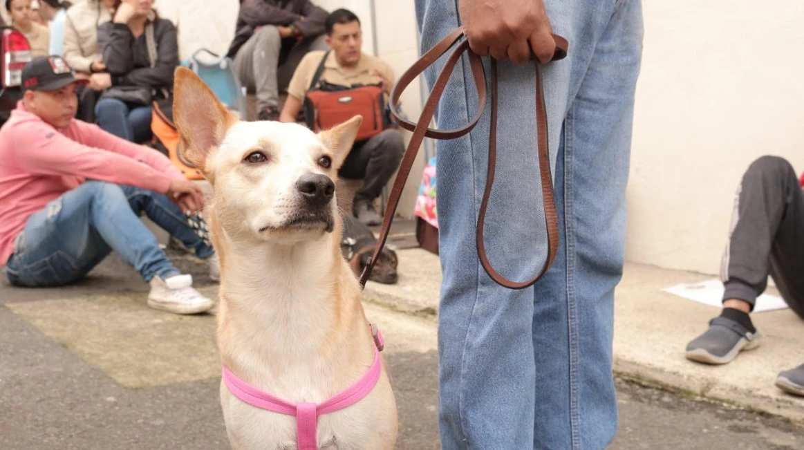 Dosquebradas incrementó el 13.5% en la cobertura de vacunación animal