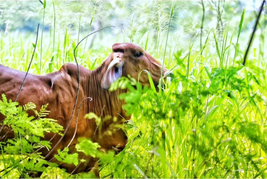 Conozca el caso de 461 productores que implementaron ganadería sostenible en 1000 hectáreas en Cesar y La Guajira