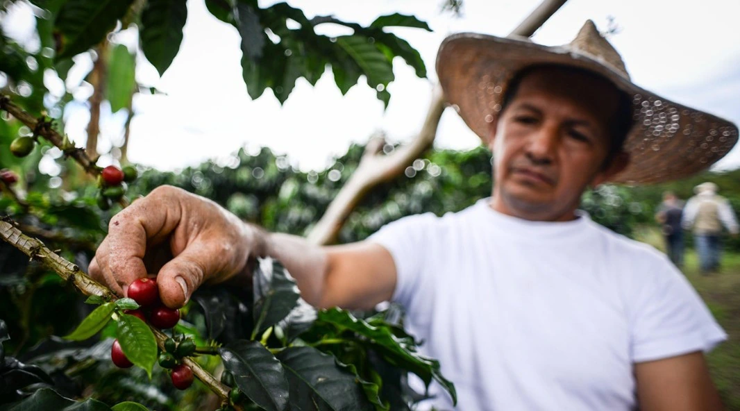 Exportaciones de productos agropecuarios, alimentos y bebidas crecieron 8,7 % en noviembre de 2024: DANE