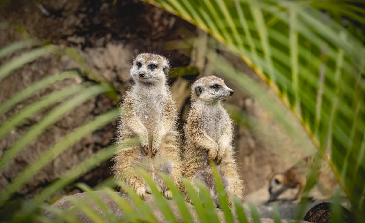Bioparque Ukumarí presente en la Vitrina Turística de Anato 2025