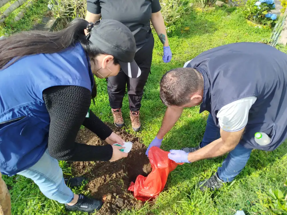 En Dosquebradas continúan las acciones contra el caracol africano