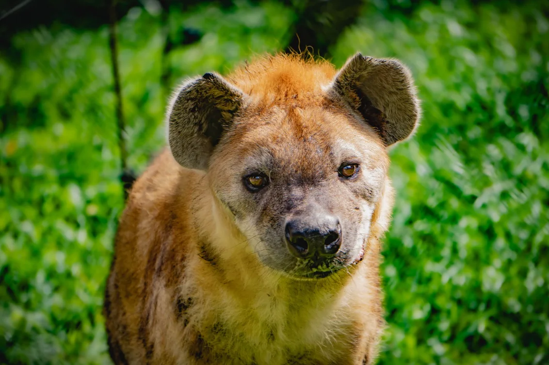 Jazmín, la única hiena en Colombia, celebra su cumpleaños 18 en el Bioparque Ukumarí
