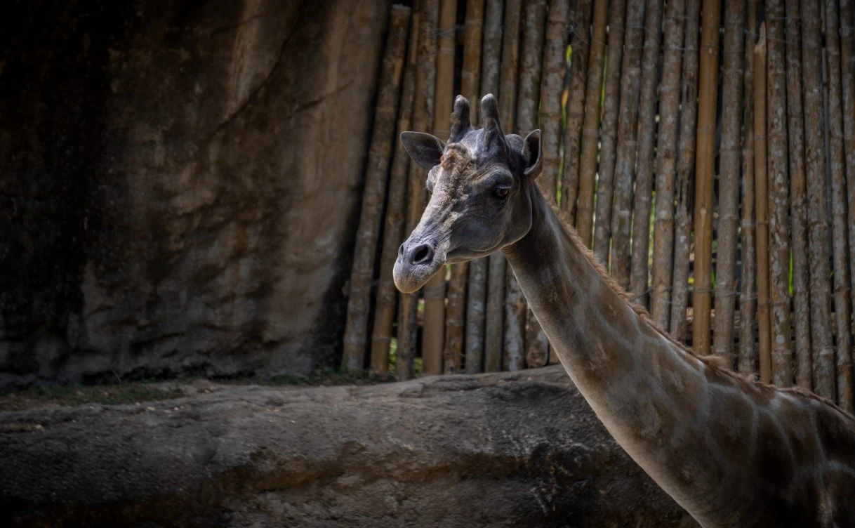 La Biblioteca Pública Ramón Correa Mejía, tiene una oferta gratuita para todos los públicos