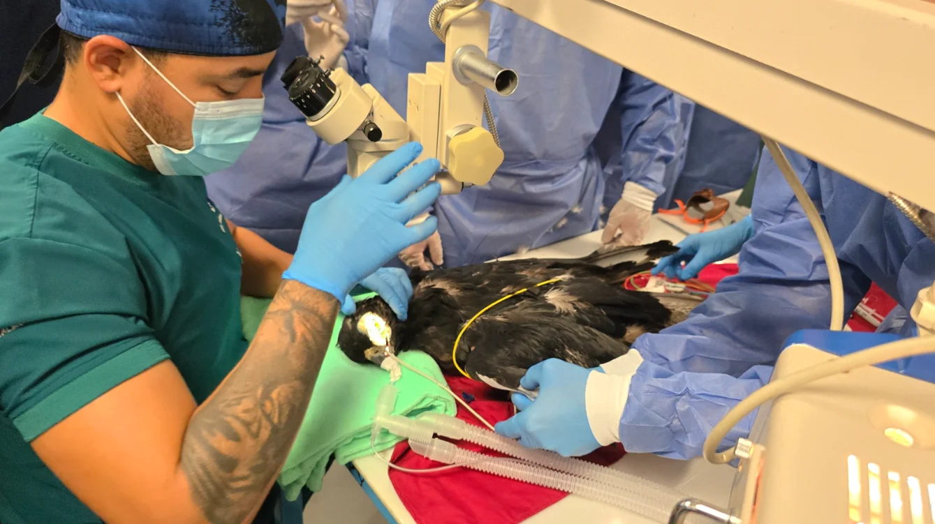 En el Bioparque Ukumarí se realizó la primera cirugía de cataratas de Colombia, a un águila real de montaña