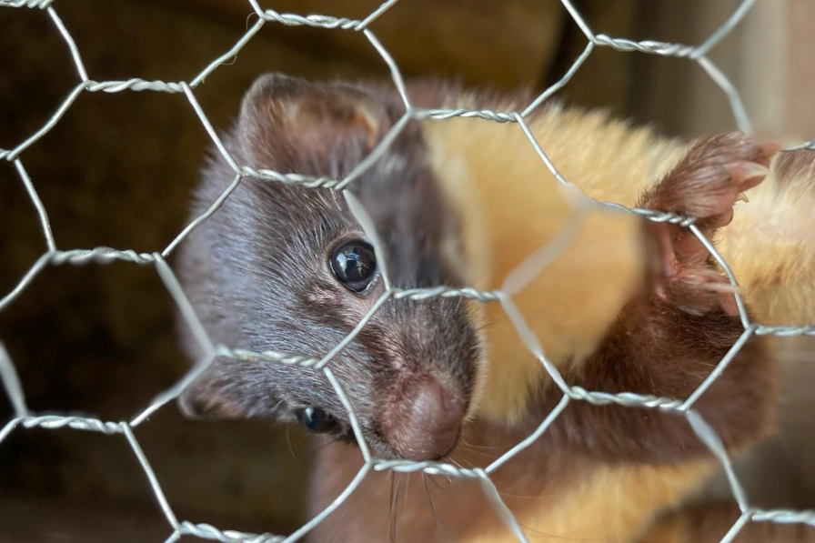 La CARDER libera especímenes de mustela en su hábitat natural para preservar su existencia