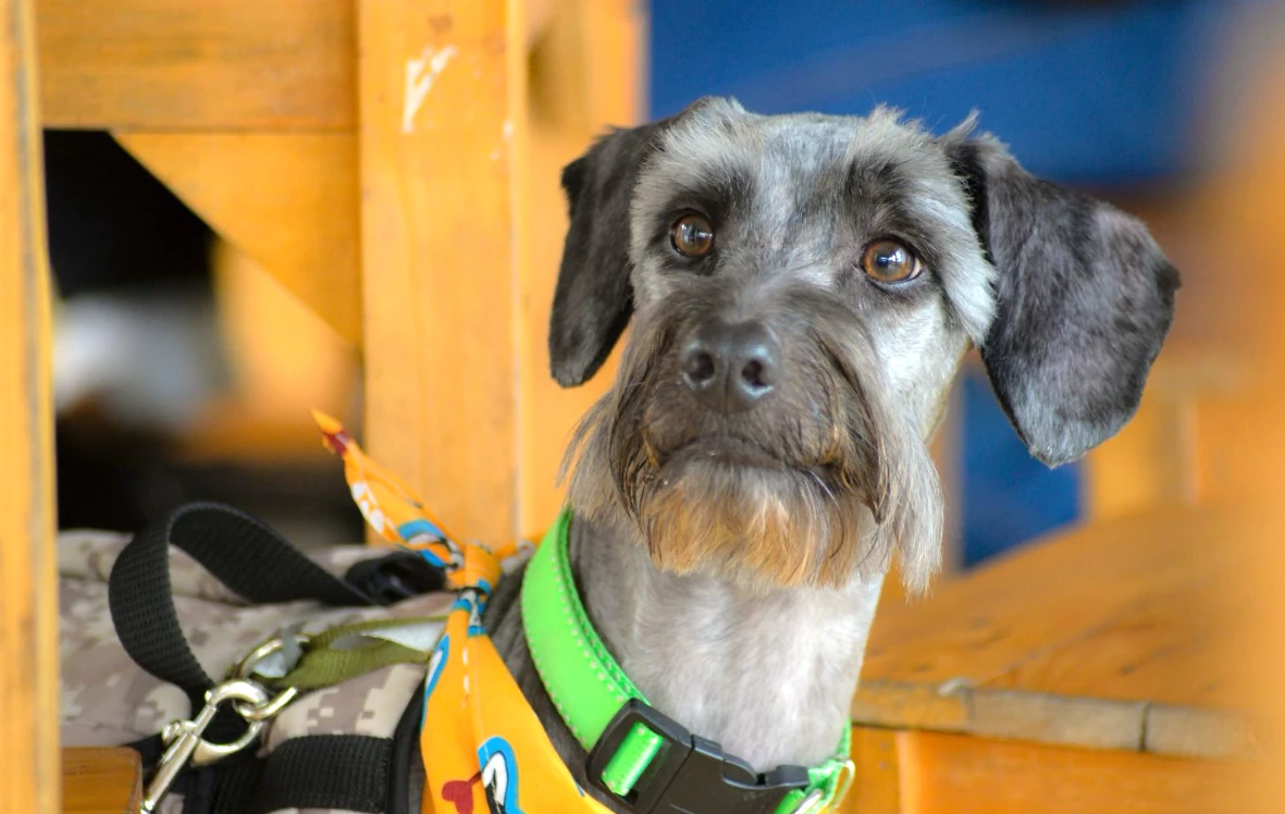 En Dosquebradas inicia el trabajo hacia el bienestar animal