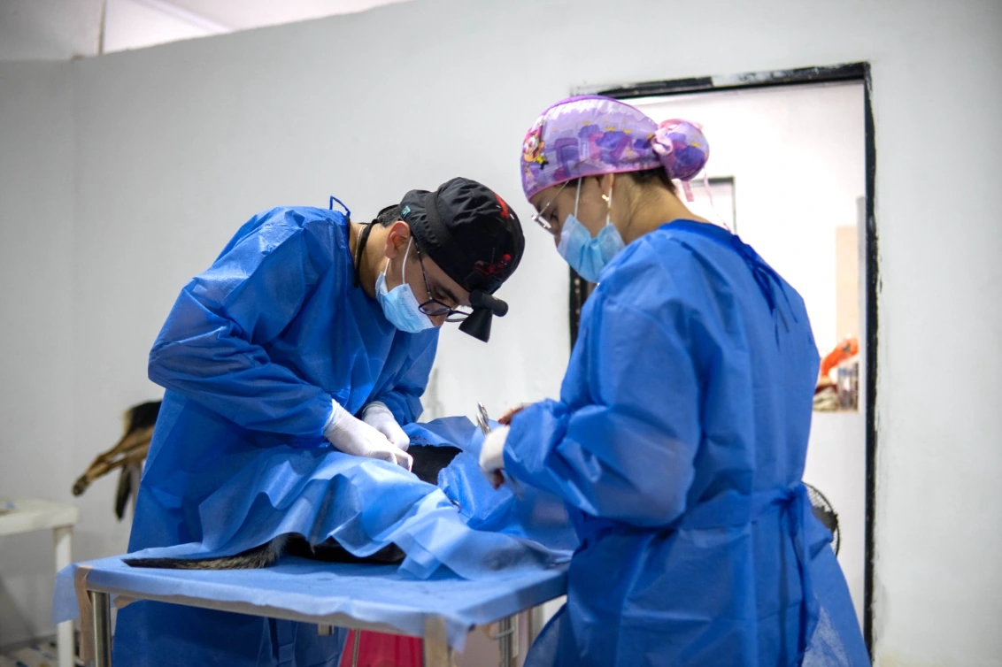 Hospital Público Veterinario llega por primera vez a la comuna Boston con jornada de esterilización gratuita