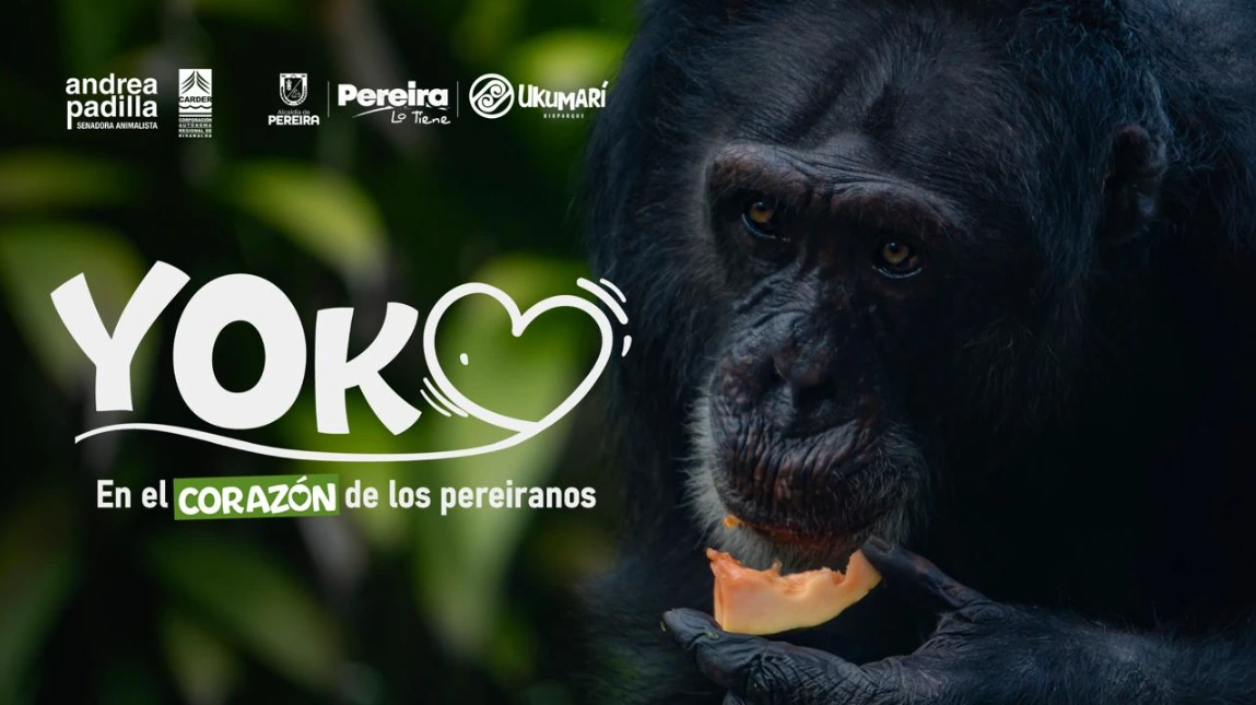 Buen viaje, Yoko: el último gran simio que habitaba en Colombia y que será trasladado a Brasil