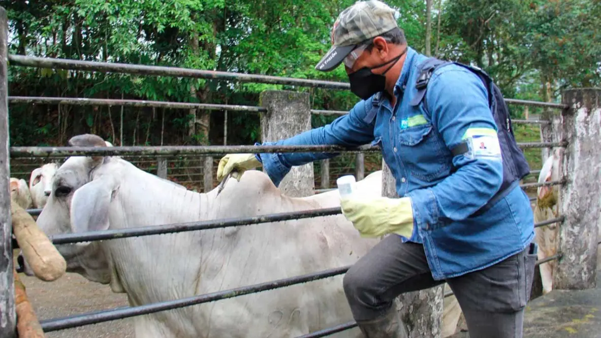 Maratón para vacunar en mes y medio 30 millones de bovinos y bufalinos contra la fiebre aftosa y la brucelosis bovina