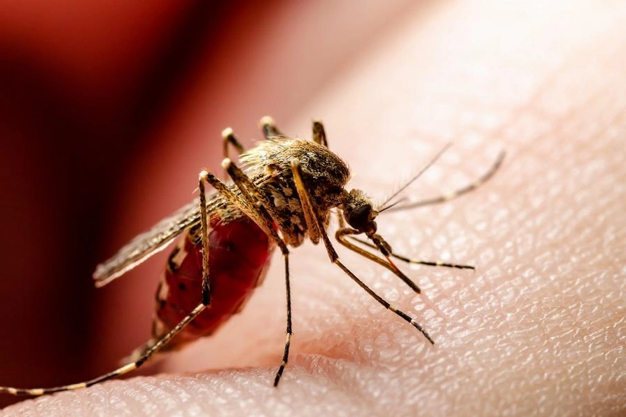 CARDER refuerza medidas ante brote de fiebre amarilla en el Tolima y caso confirmado en Caldas