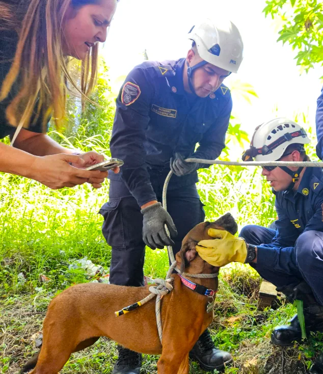 Perrita atrapada fue rescatada por el Cuerpo Oficial de Bomberos de Pereira
