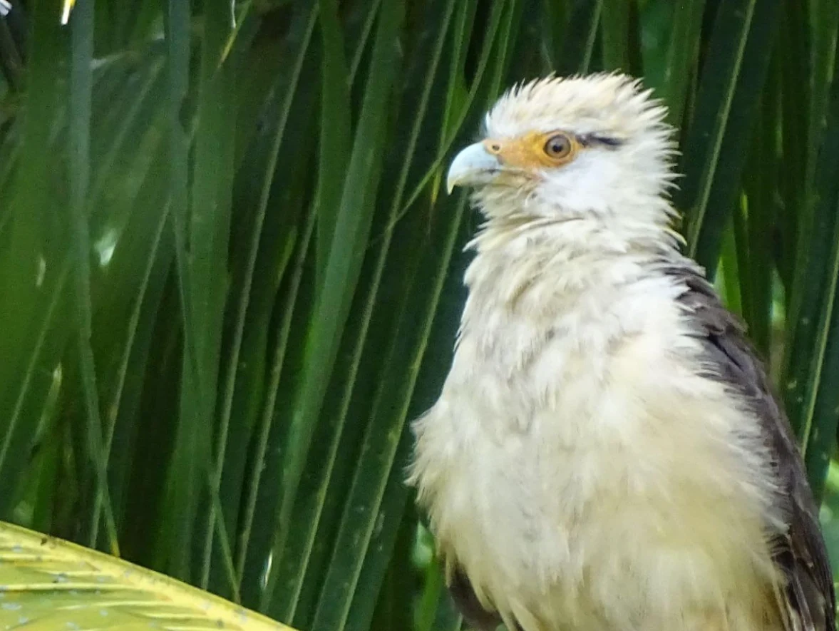 Colombia sigue siendo primero en el Global Big Day