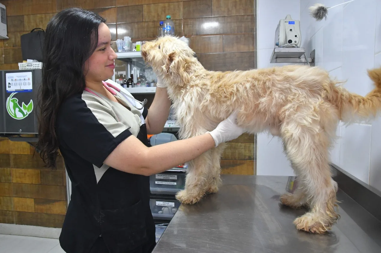 Alcaldía de Dosquebradas custodia animales rescatados en Camilo Torres