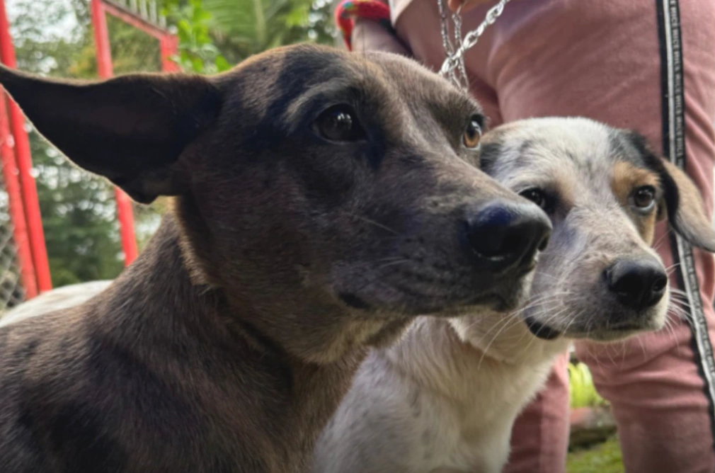 Dosquebradas avanza en la construcción de su Política Pública de Bienestar animal