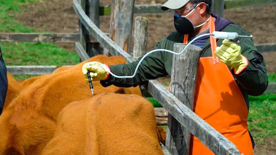 Arrancó primer ciclo de vacunación contra fiebre aftosa, brucelosis bovina y rabia de origen silvestre