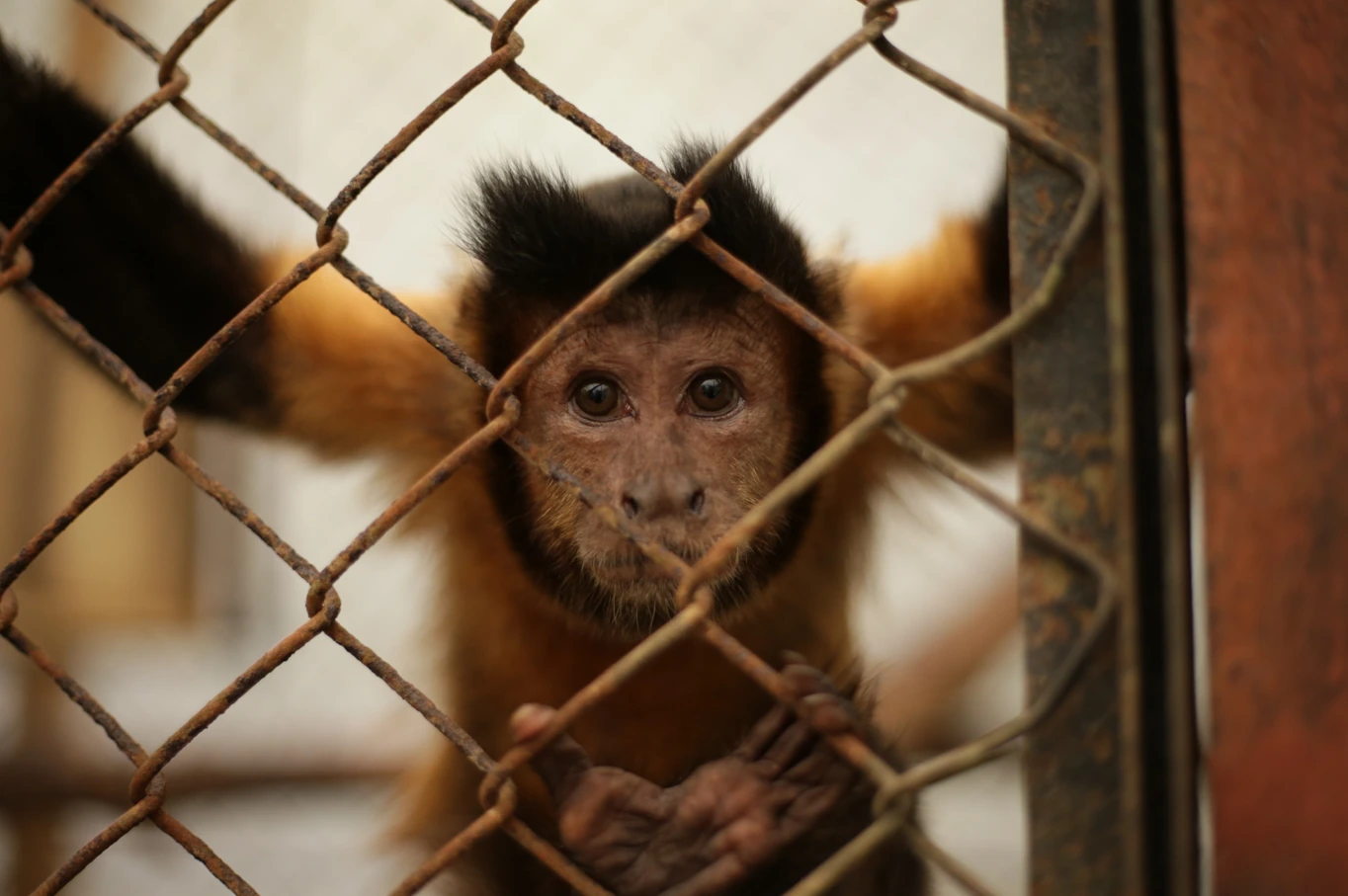La fauna silvestre debe permanecer en los ecosistemas