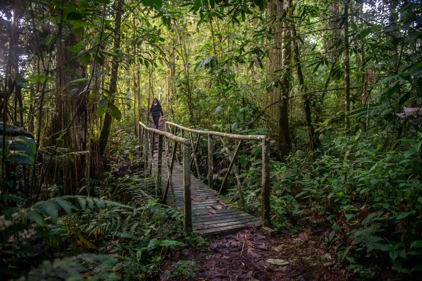 CARDER conmemora el Día Internacional de los Bosques Tropicales, reafirmando su compromiso con la protección de los ecosistemas en Risaralda