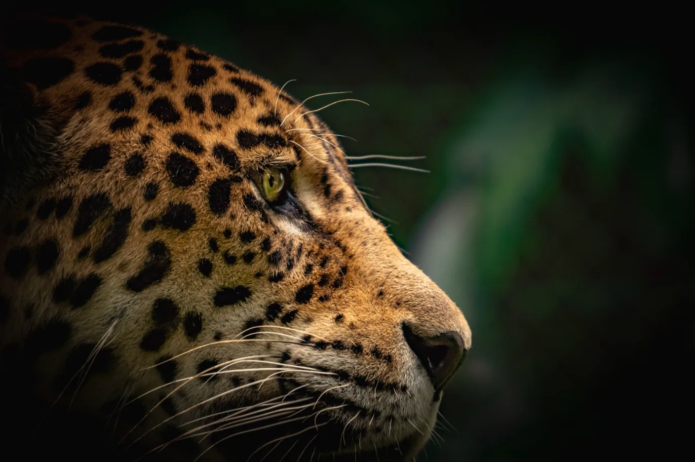 El impacto vital del Bioparque Ukumarí contra el tráfico ilegal de fauna silvestre