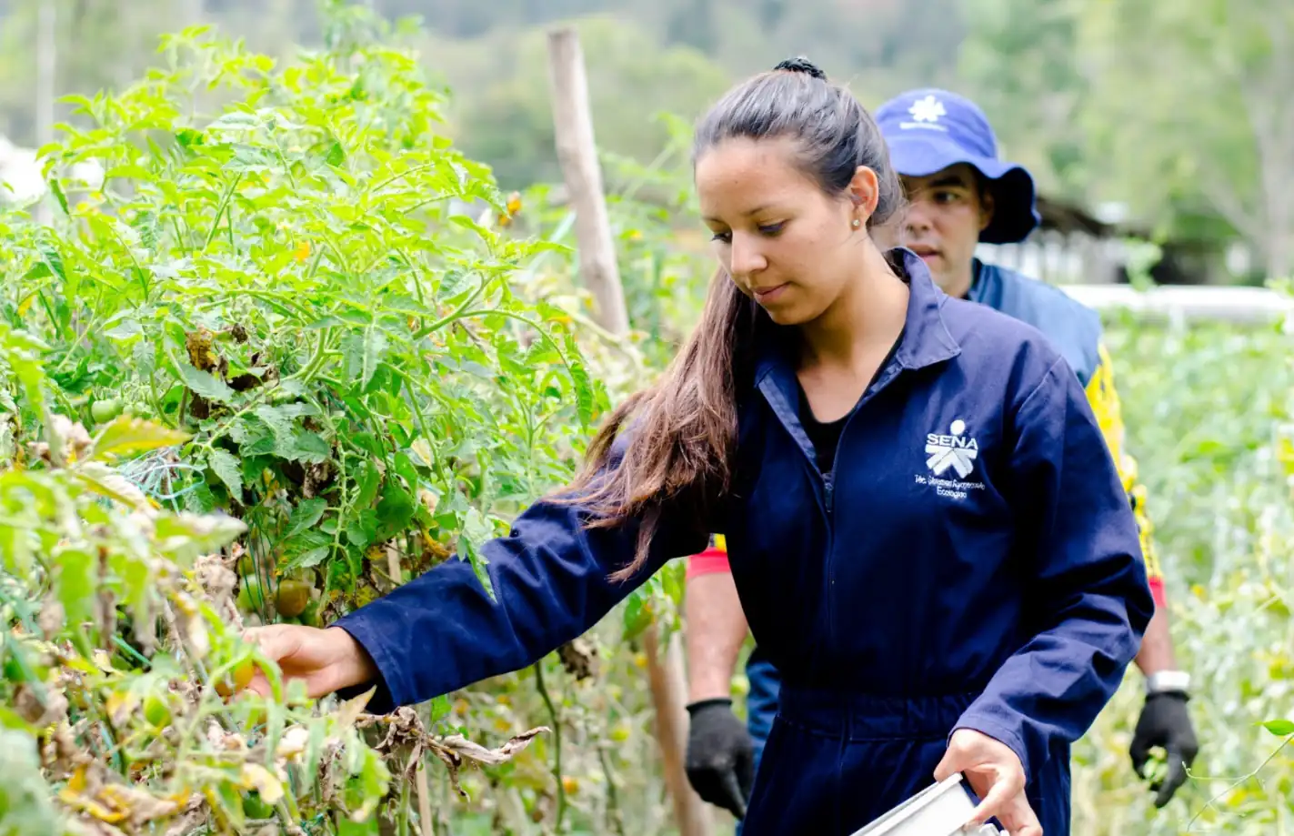 ¡Atención! Se amplía el plazo de inscripción a la Certificatón de Empleos Verdes del SENA