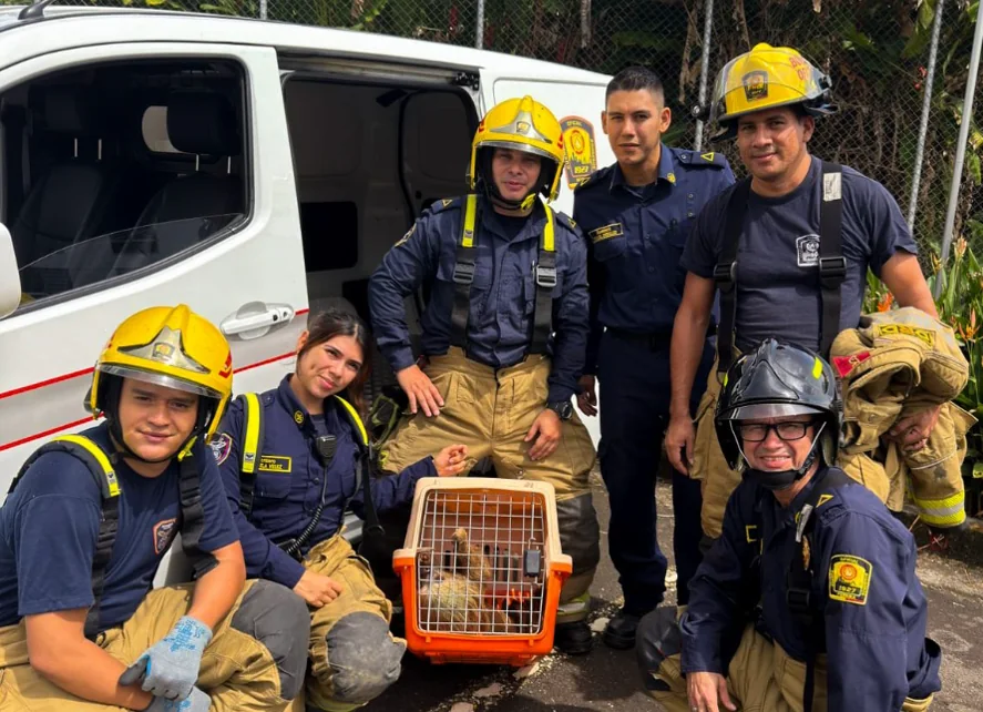 Cuerpo de Bomberos de Pereira realizó el rescate de un oso perezoso en el Bulevar de las Villas