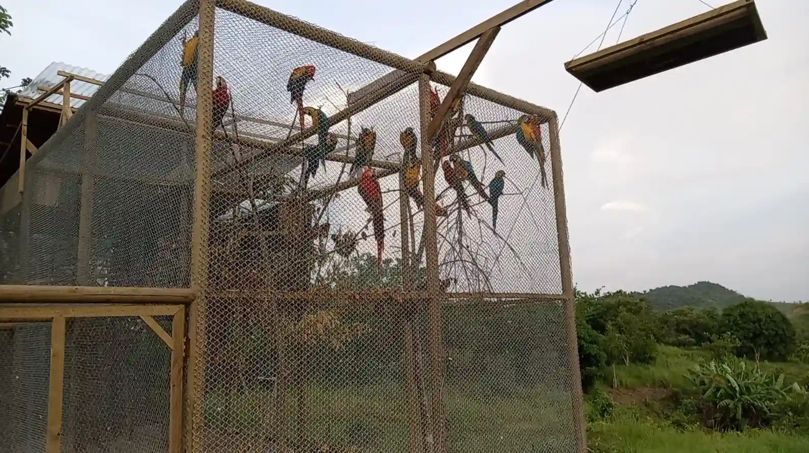 La CARDER continúa comprometida con la liberación de la fauna silvestre rehabilitada  