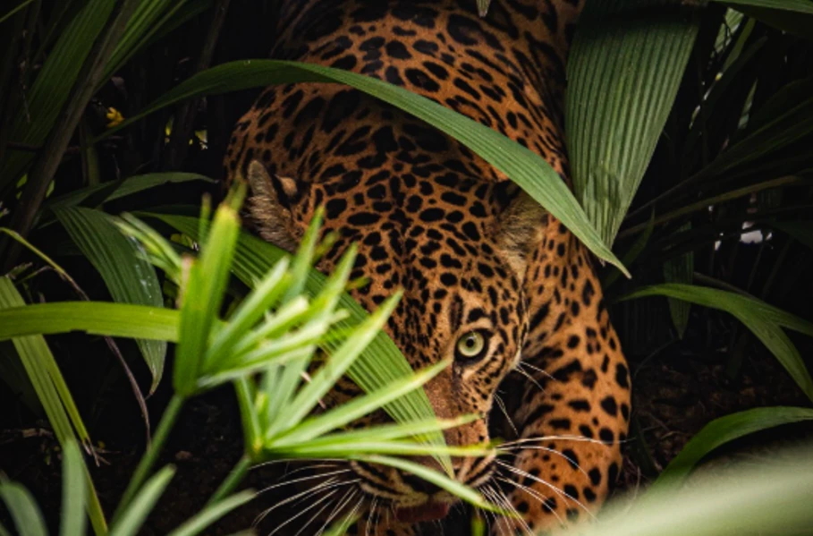Milagros, la jaguar «consentida del Bio», lista para conquistar su hábitat natural en Ukumarí