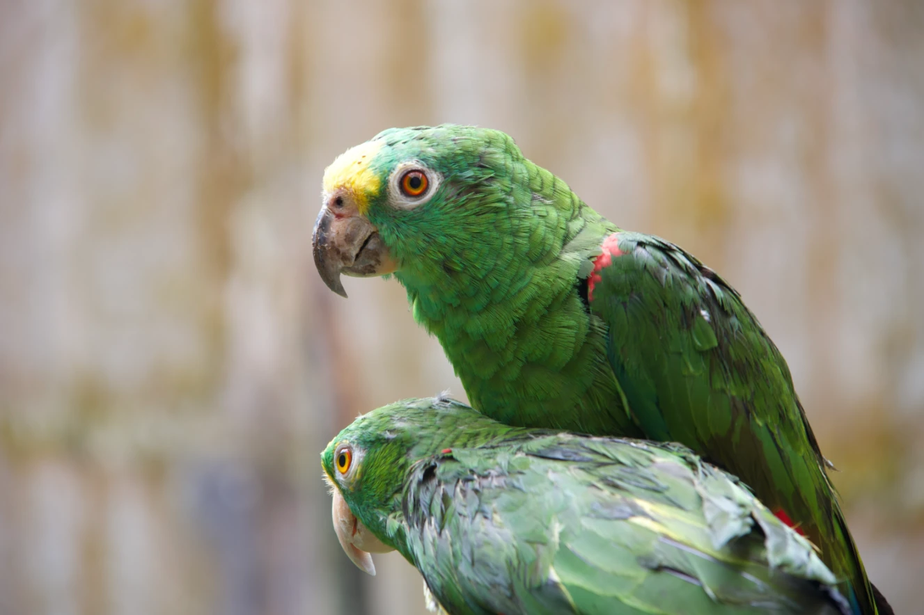 La Carder lidera estudio genético de loras frente amarillas que se encuentran en el hogar de paso para identificar subespecies y determinar su procedencia geográfica