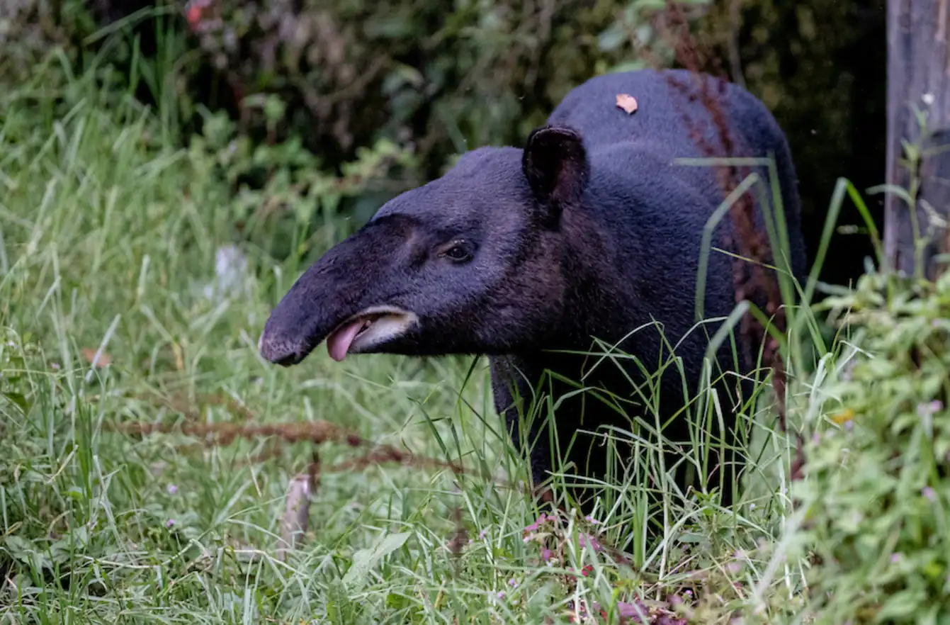 La Carder viene monitoreando el Tapirus pinchaque para conocer las amenazas a las que se enfrenta en su hábitat natural.
