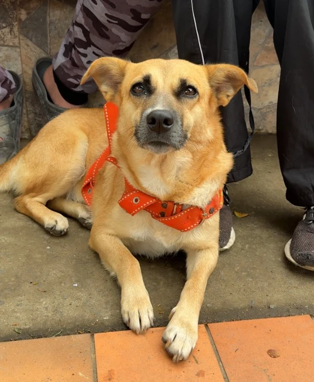 Arabia recibe una jornada de atención gratuita gracias al liderazgo del alcalde Mauricio Salazar