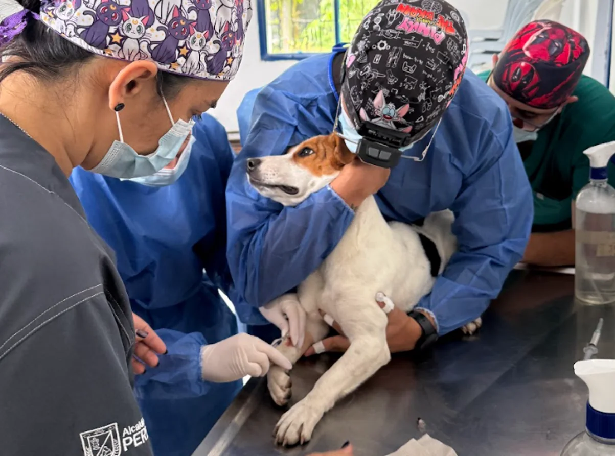 El alcalde Mauricio Salazar siembra bienestar y cosecha amor en La Bella