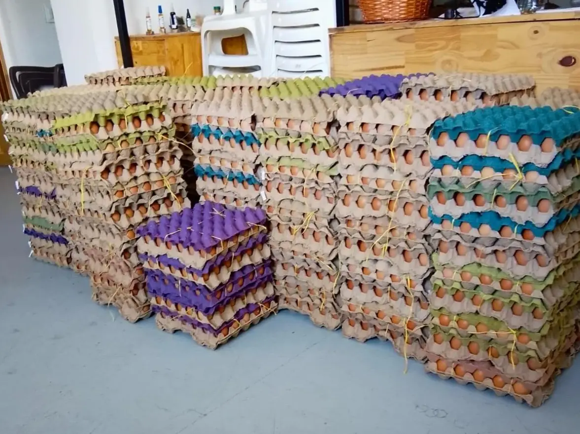 Alcaldía de Dosquebradas impulsa la venta de 9.000 huevos a través de compras públicas