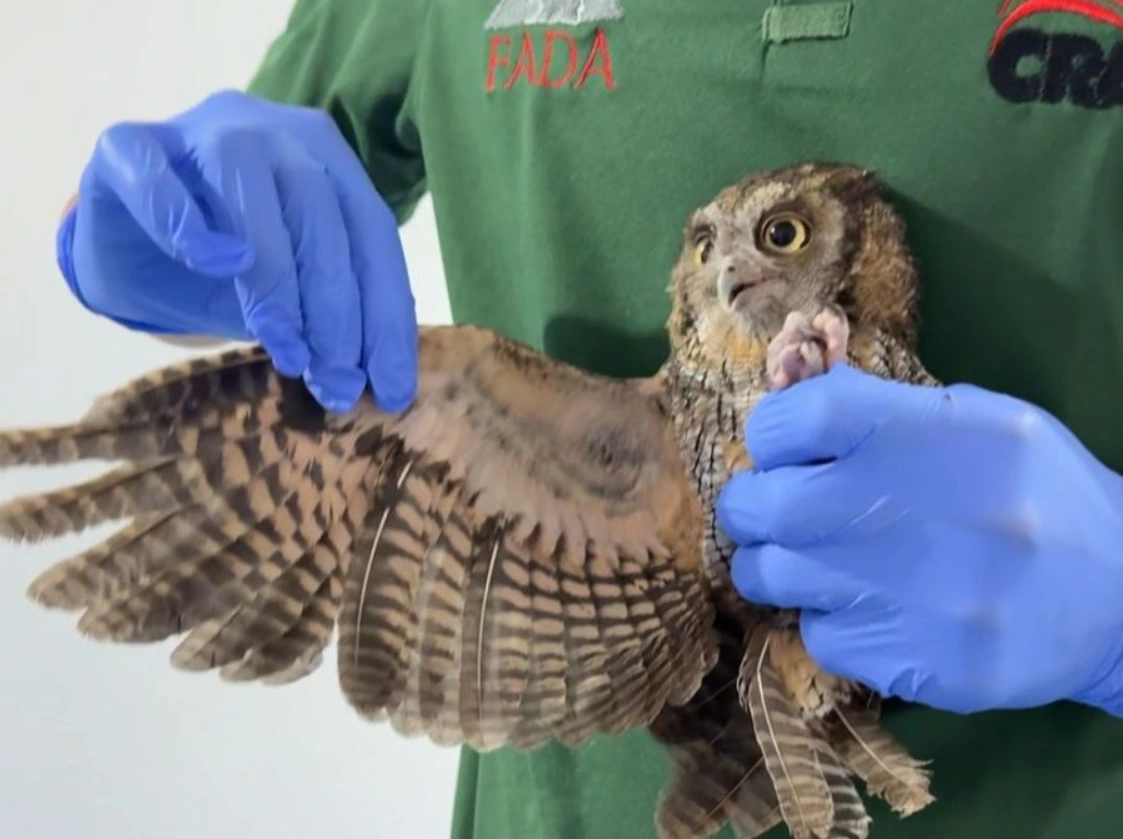 ¿Sabe usted cómo se rehabilitan las aves rapaces? Conozca aquí el proceso