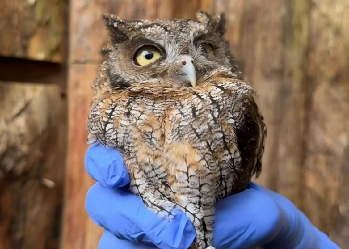 La Carder trasladó 13 individuos de fauna silvestre al Centro de Rehabilitación de Aves Rapaces San Isidro  