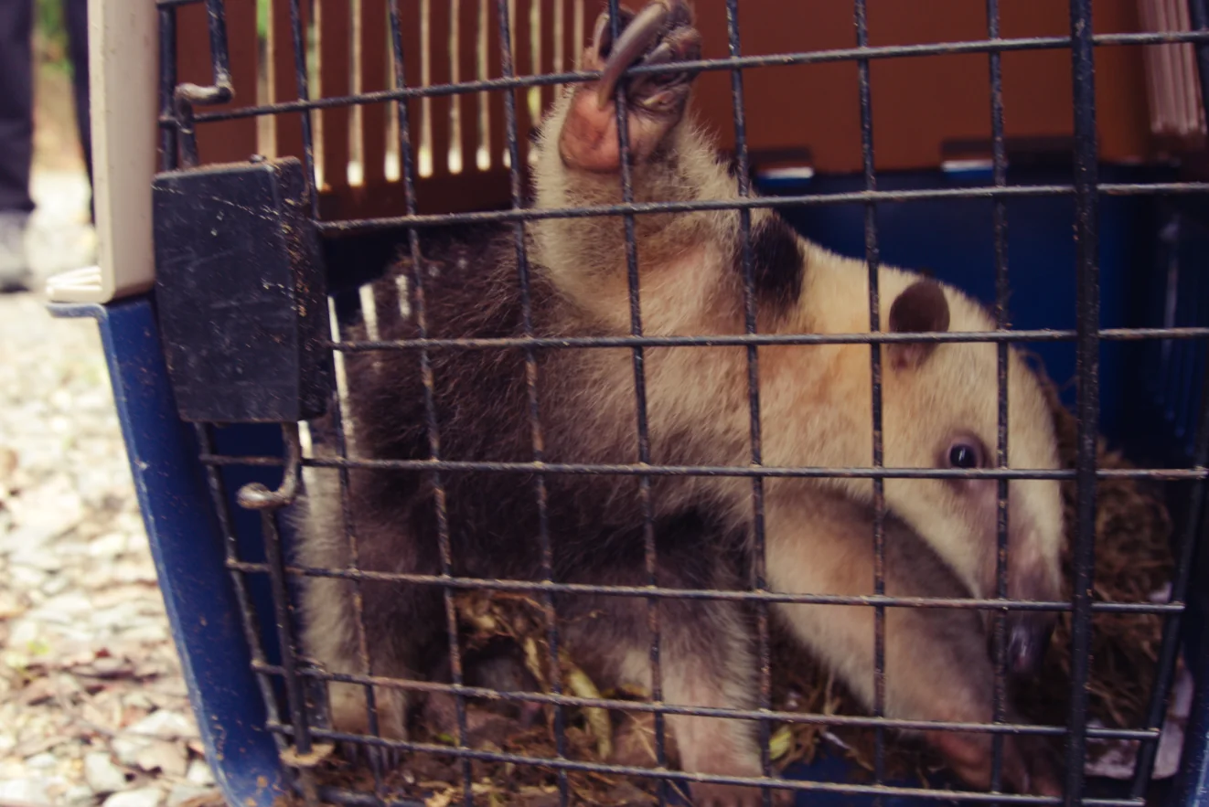 La Carder liberó tres especies de fauna silvestre en un área protegida de Risaralda