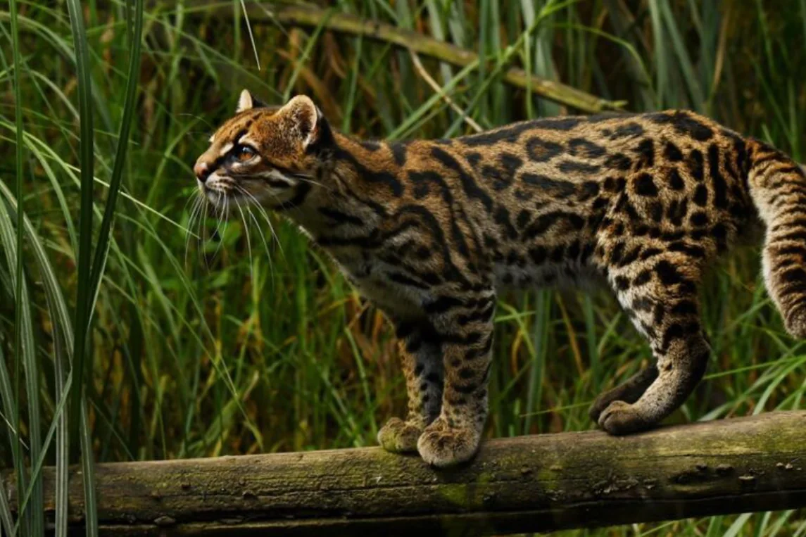 ¿Sabías que el Tigrillo Andino, presente en Risaralda, está en peligro de extinción?