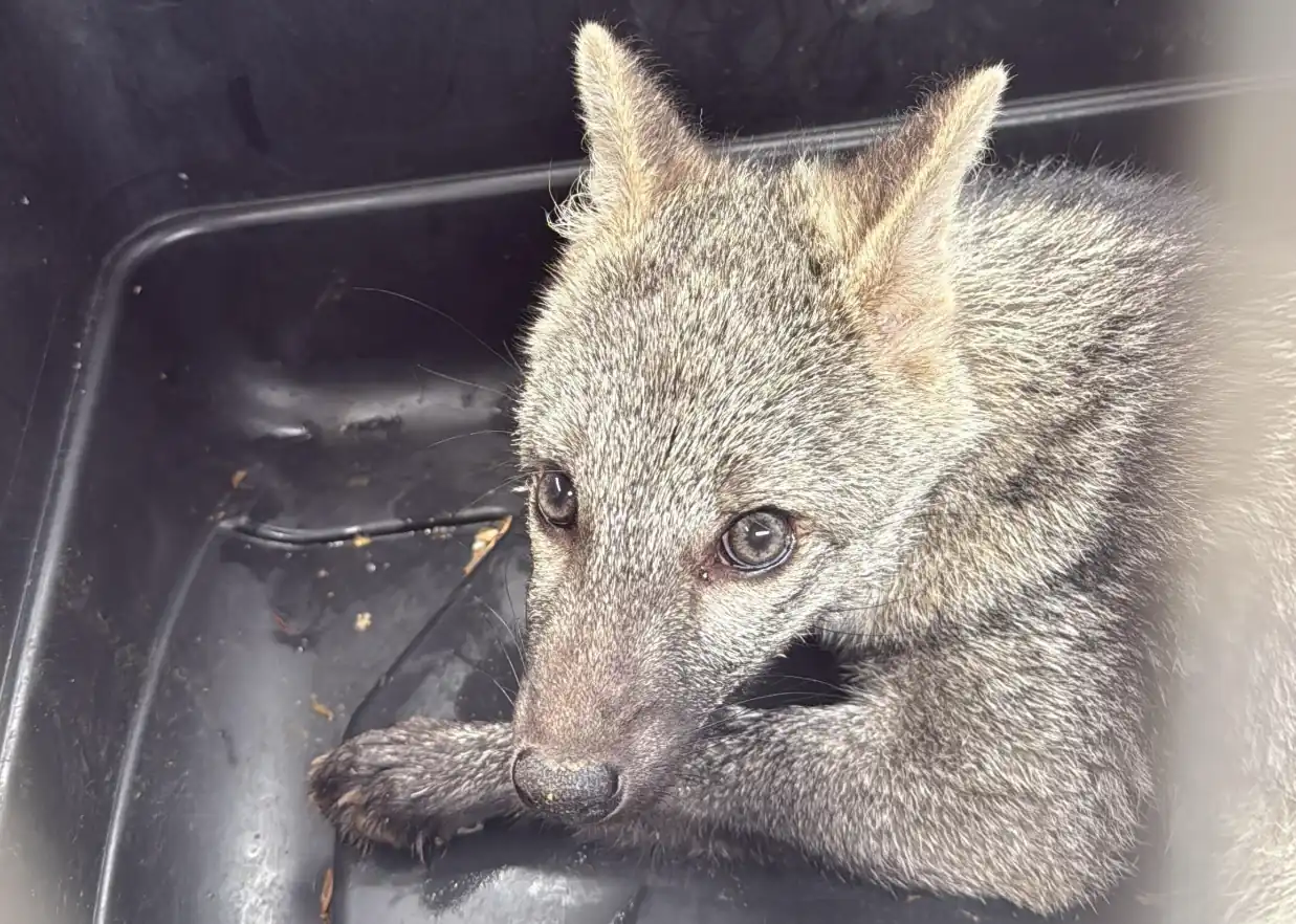 Un zorro cangrejero es el nuevo integrante reincorporado a nuestros ecosistemas 