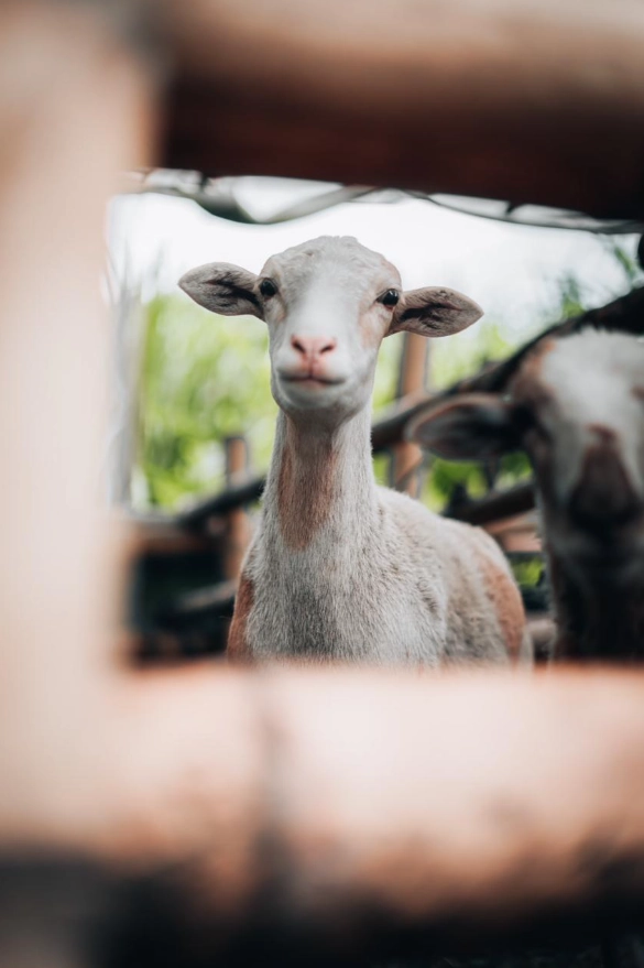 El bienestar animal y las buenas prácticas pecuarias siguen siendo un compromiso de la Alcaldía de Pereira
